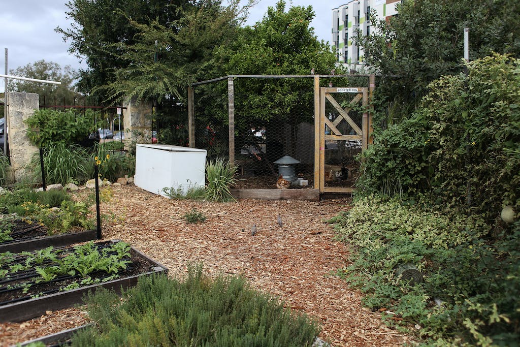 Vegetable Garden and a Chicken Shed Outside City 